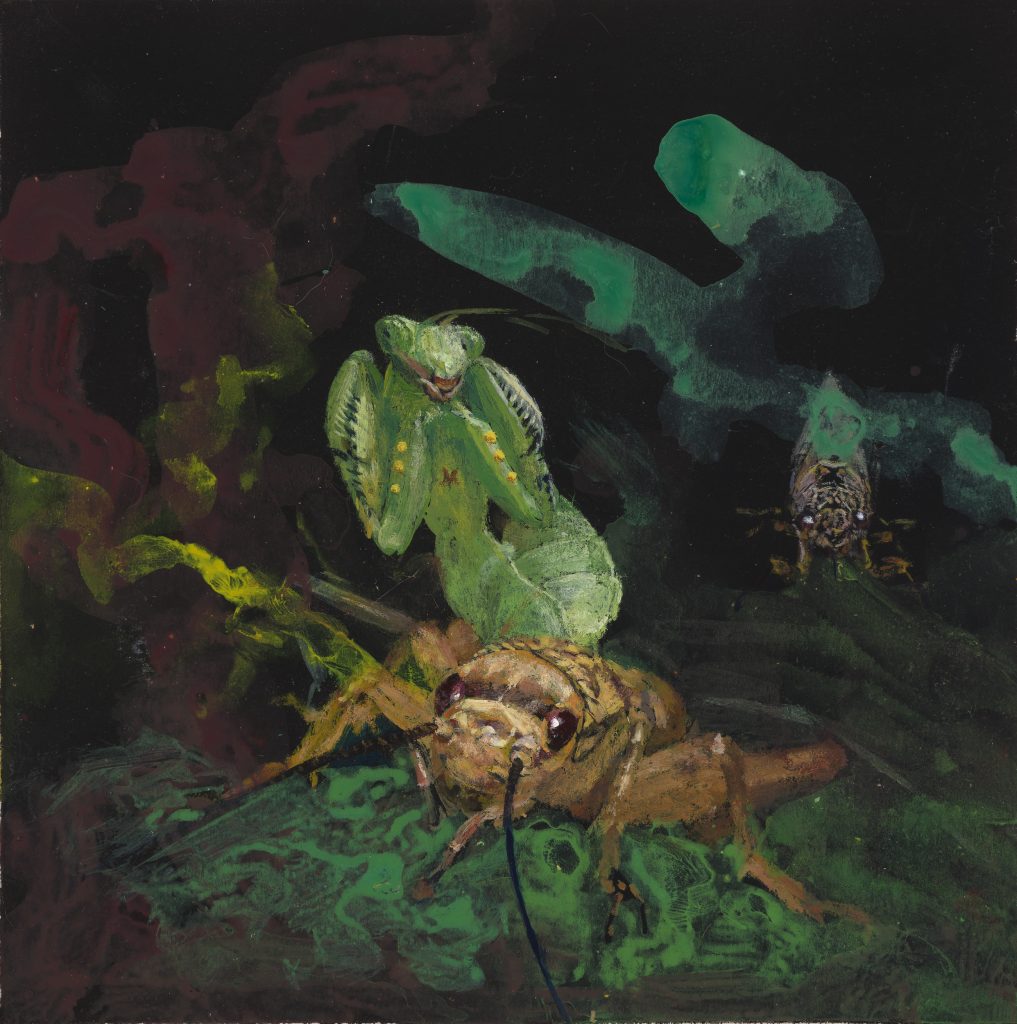 paintings ACHETA CICADETTA MANTIS, acrylic on paper, 18 x 18 cm